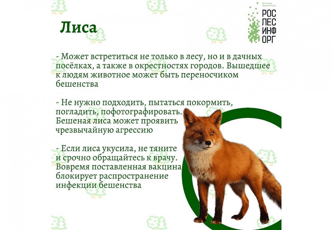 Жителей предупредили о лисах
