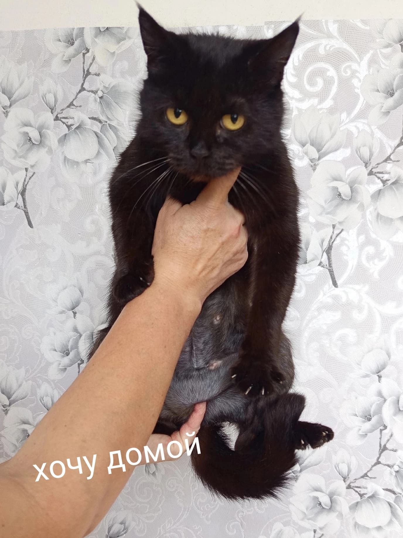 Ищем новых хозяев для кошки в Лебяжье